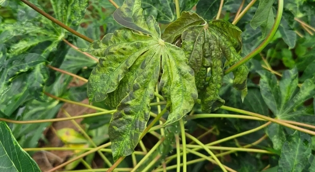 泰國強控木薯葉斑病　目標減少疫情30%