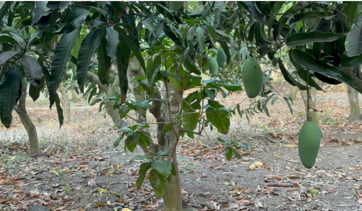 泰國芒果價格暴跌　農民售價最低每公斤僅2泰銖