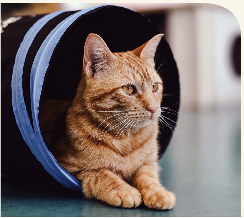 泰國貓咪博覽會回歸　珍稀古貓齊亮相