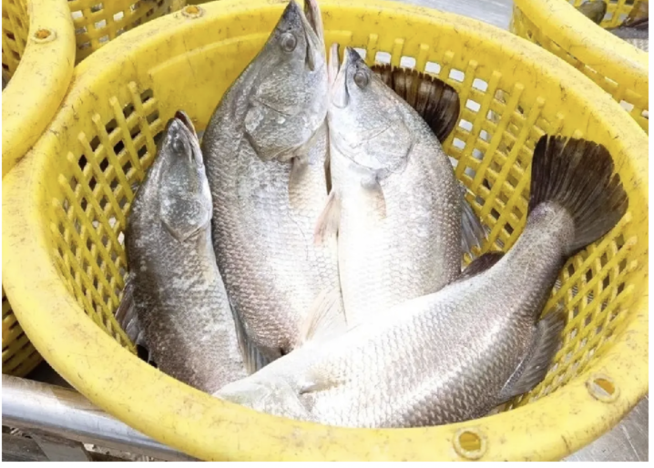 泰國GI再添新項目　雙水鱸魚年產值逾5億