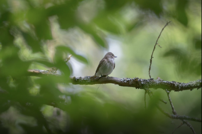  全球鳥類體型縮小　生態多樣性亮警訊
