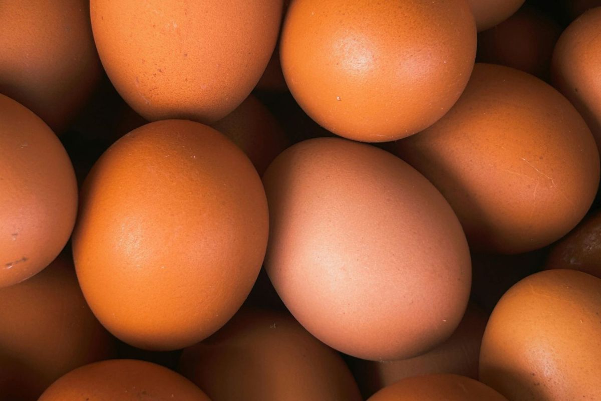 雞蛋產量下滑　農民籲調漲價格