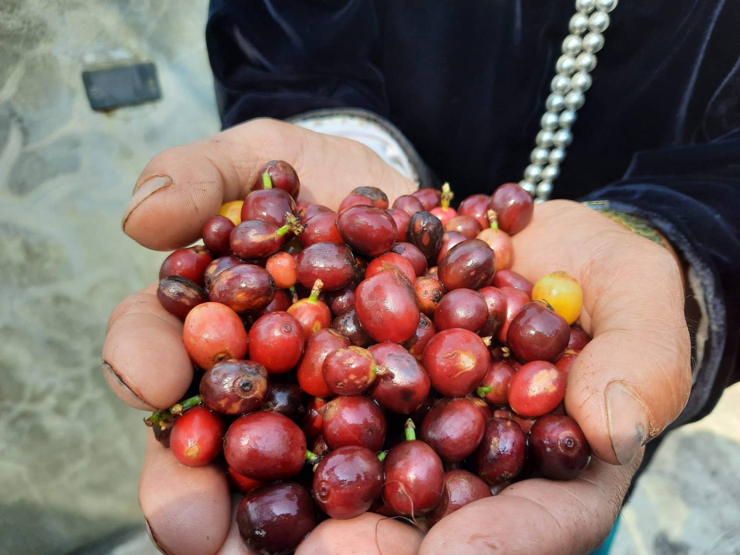 清邁推雙軌戰略　搶攻數位遊牧與咖啡經濟
