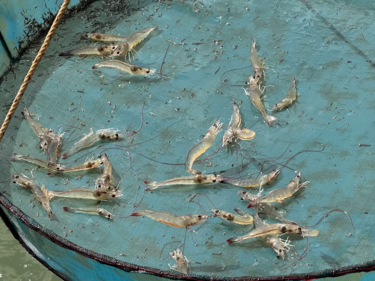 油荒衝擊蝦農生計　宋卡養殖業成本攀升