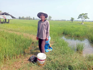 灌溉水位不足　孔敬農民憂稻作恐枯死