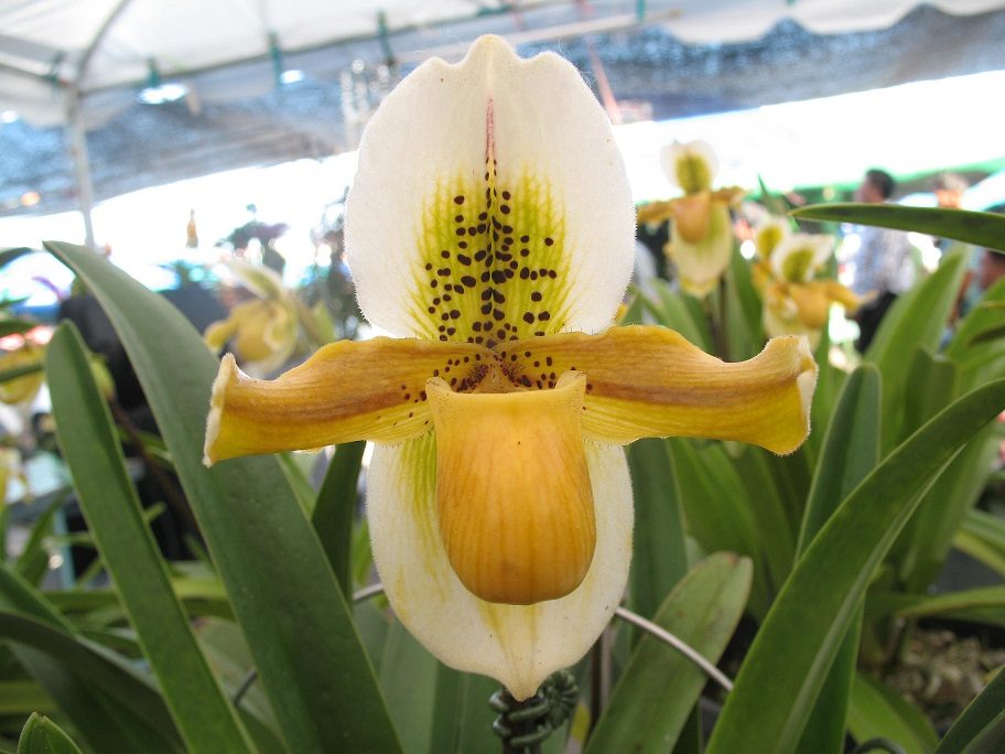 甲米農研中心升級　稀有蘭花帶動觀光