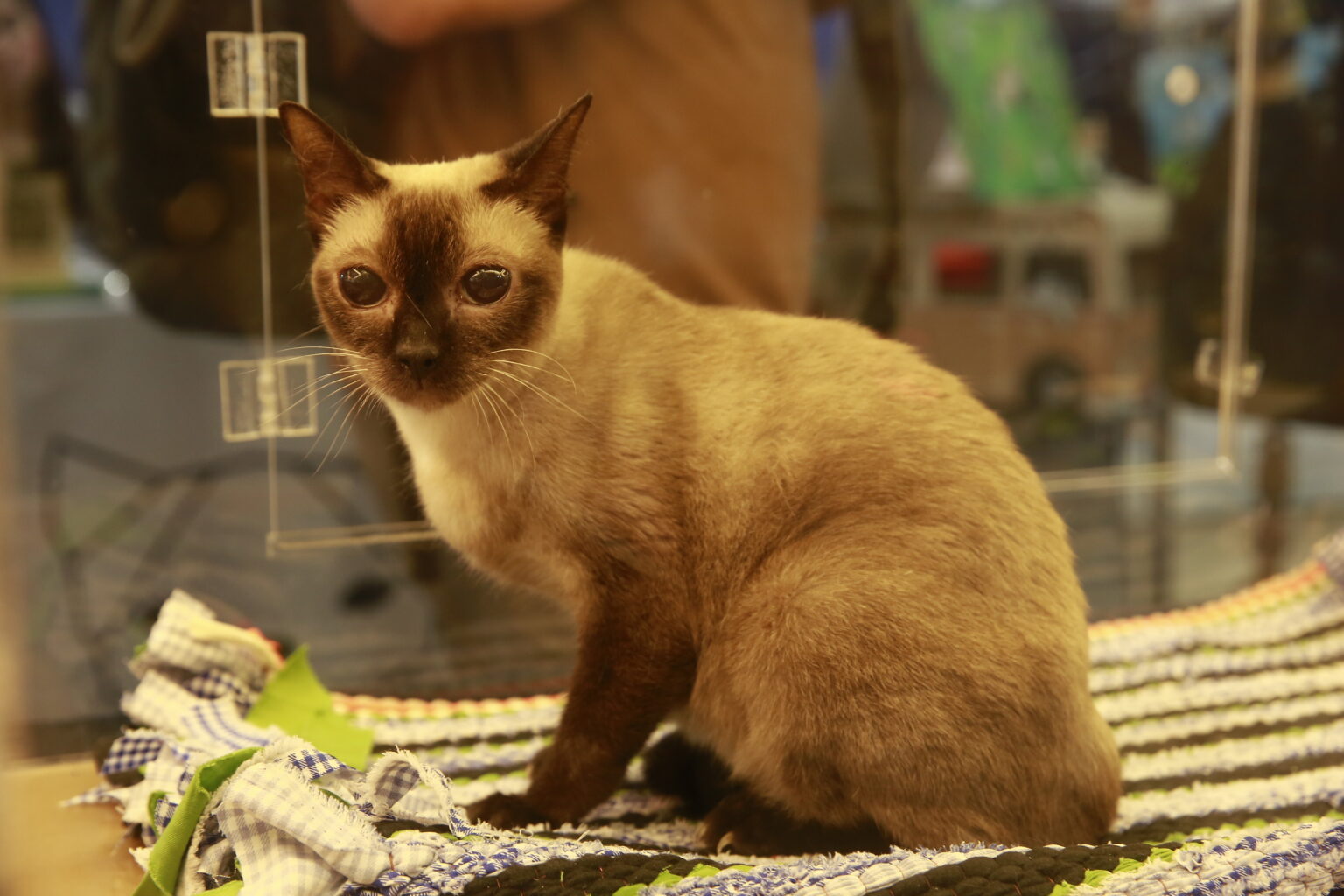 泰國貓展登場　寵物經濟升溫