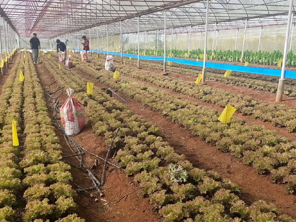 生物技術抗線蟲　高地農產產量回升