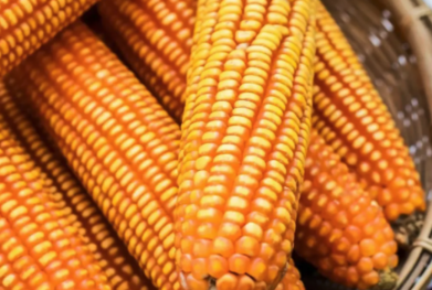 越南擴大進口玉米　成本優勢衝擊泰國