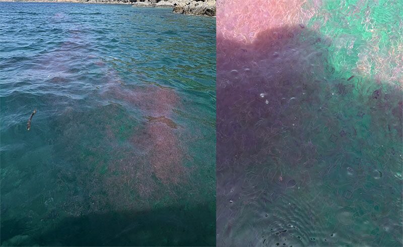 毒水母現蹤安達曼海　普吉海域發布警示