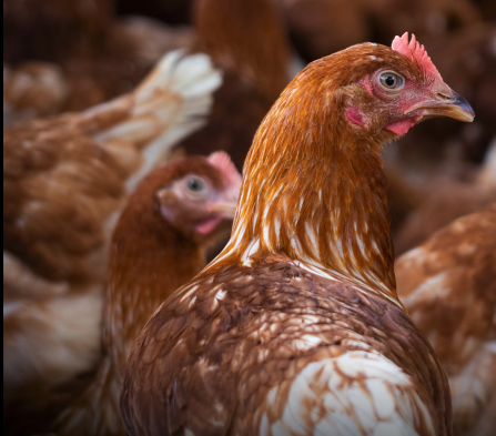 柬埔寨再增H5N1病例　3歲男童感染引關注