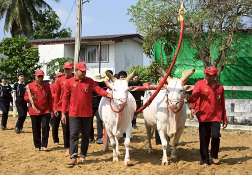 泰備戰王室農耕儀典　御牛遴選完成迎播種季