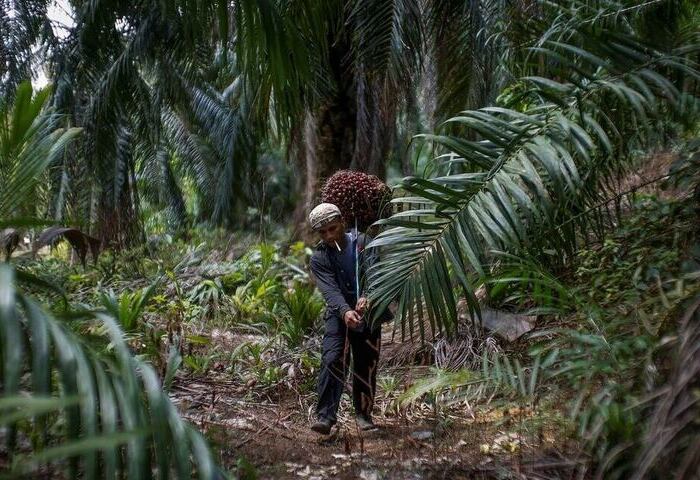 美伊戰爭癱瘓荷莫茲海峽　東南亞面臨肥料短缺危機