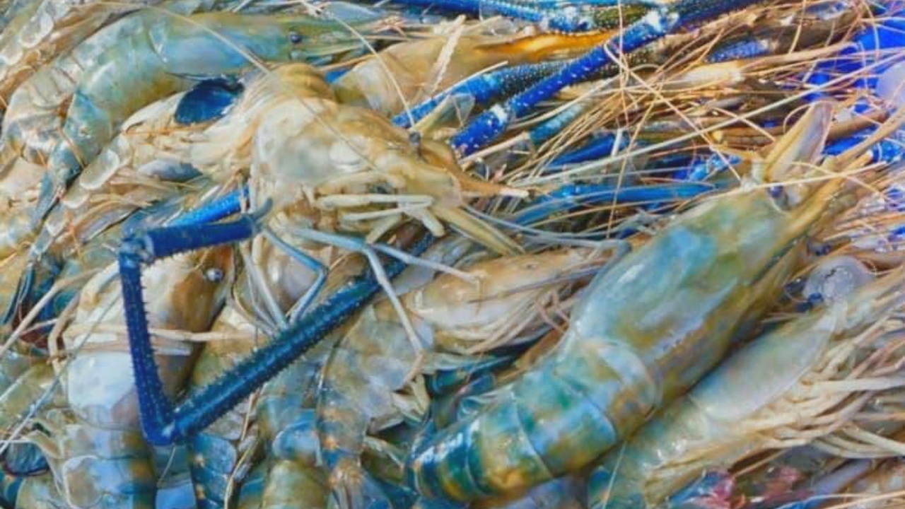 烏汶叻水庫蝦產提升　地方漁民收益增加