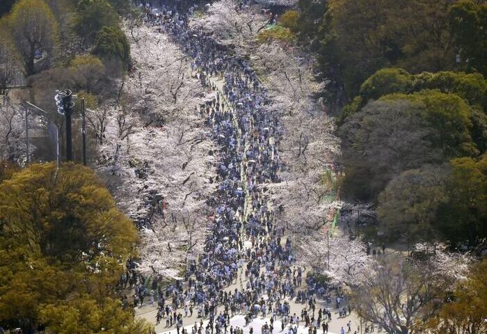 日本賞櫻傳亂象　外國遊客違規與觀光公害引關注