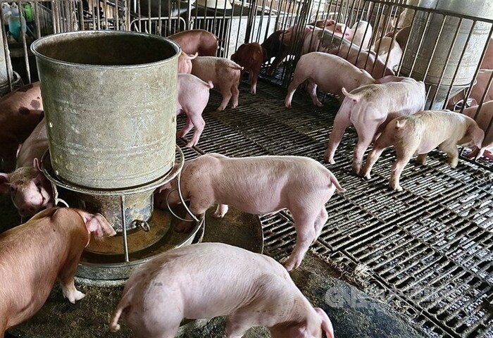 農業部：WOAH正式核可　台灣重返非洲豬瘟非疫國