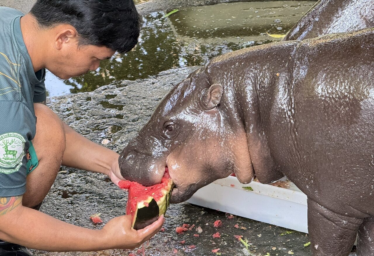 泰動物園抗高溫　水果冰品助動物降溫