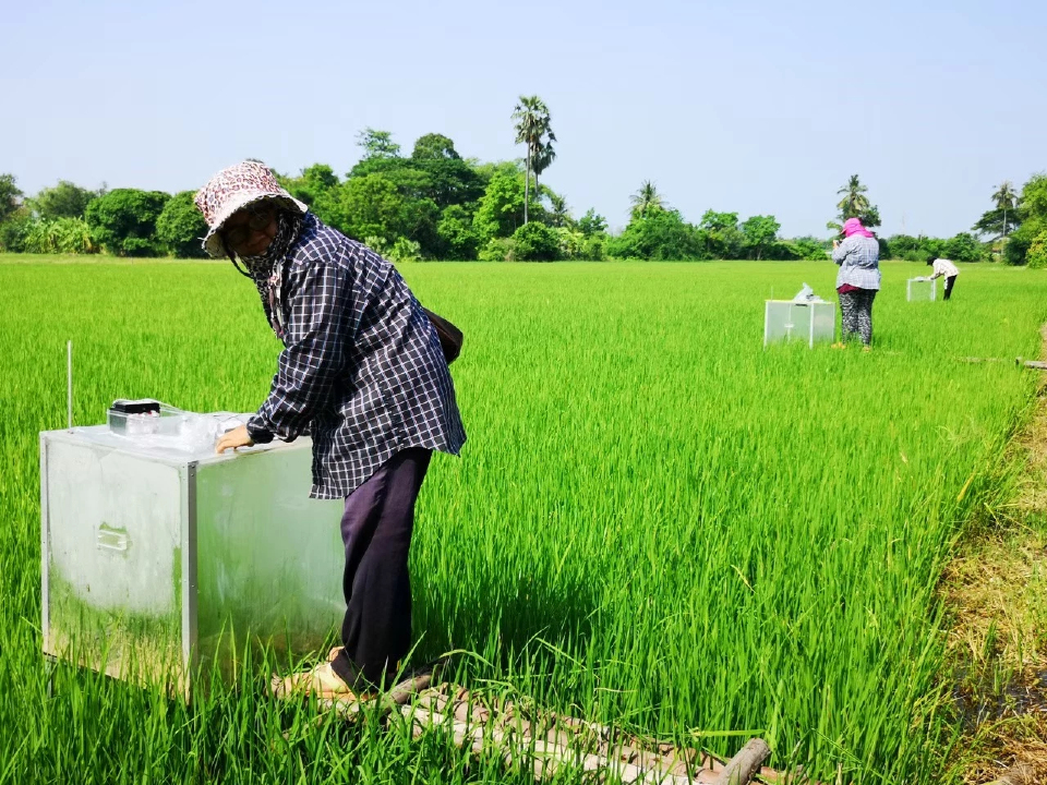 泰農業減碳超標　數位系統推動碳權收入