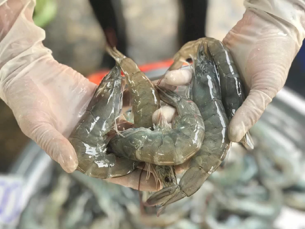 泰蝦業轉型升級　數位與紙本並行延至2027