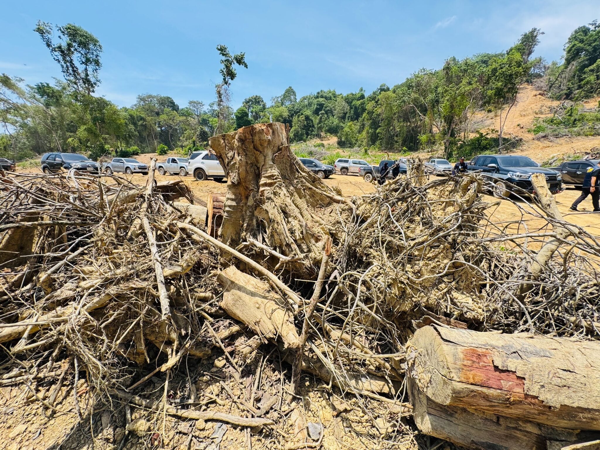 打擊非法伐木　拉廊查扣千根原木