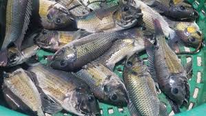 黑頦羅非魚疫情降溫　泰國轉危為機創價值