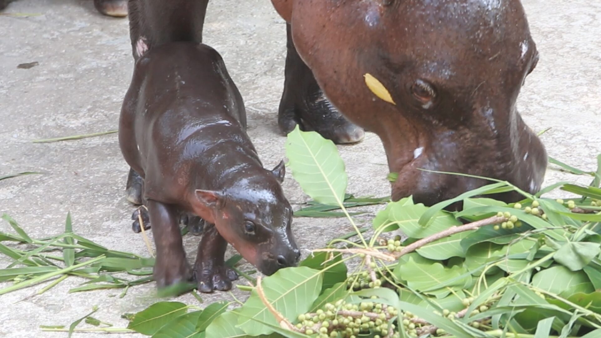 孔敬動物園添新成員　侏儒河馬寶寶誕生