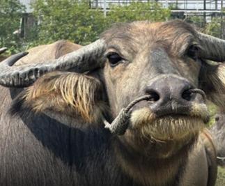 油價上漲壓力大　泰農改用水牛耕田