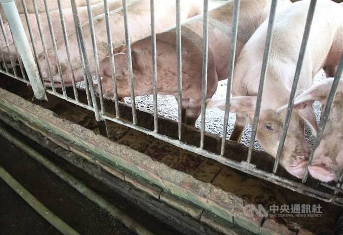 新加坡恢復台豬肉進口　童振源：食安與貿易互信升級