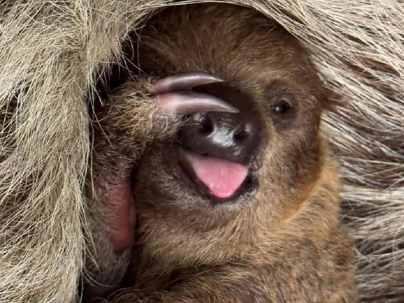 是拉差綠山動物園辦票選活動　樹懶寶寶開放命名