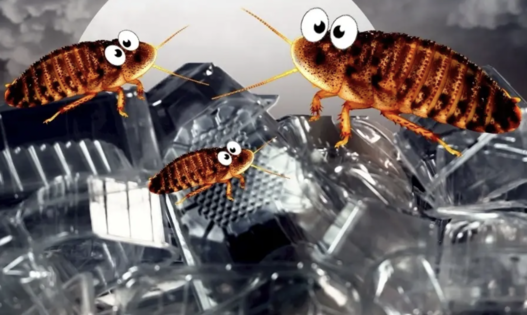 杜比亞蟑螂可分解塑膠　腸道微生物轉化為能量