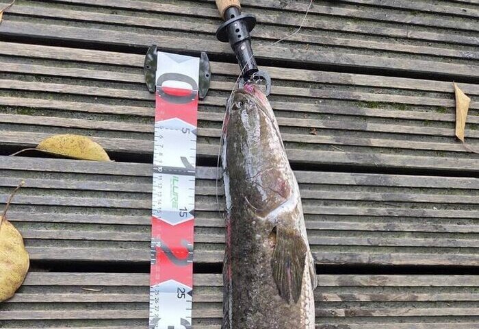 羅東貯木池外來魚移除　65公分長泰國鱧創紀錄