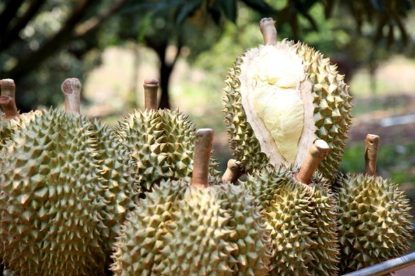 泰推GI榴槤　搶攻全球市場