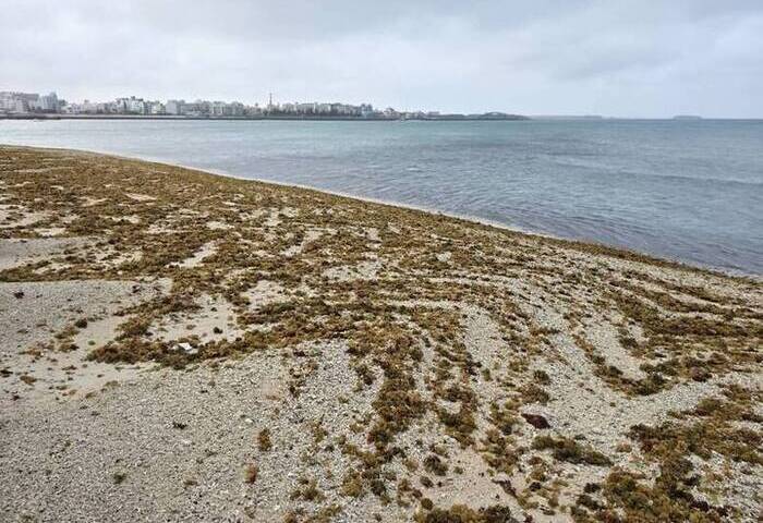 澎湖潮間帶布滿各式海藻　為岸際增美麗色彩