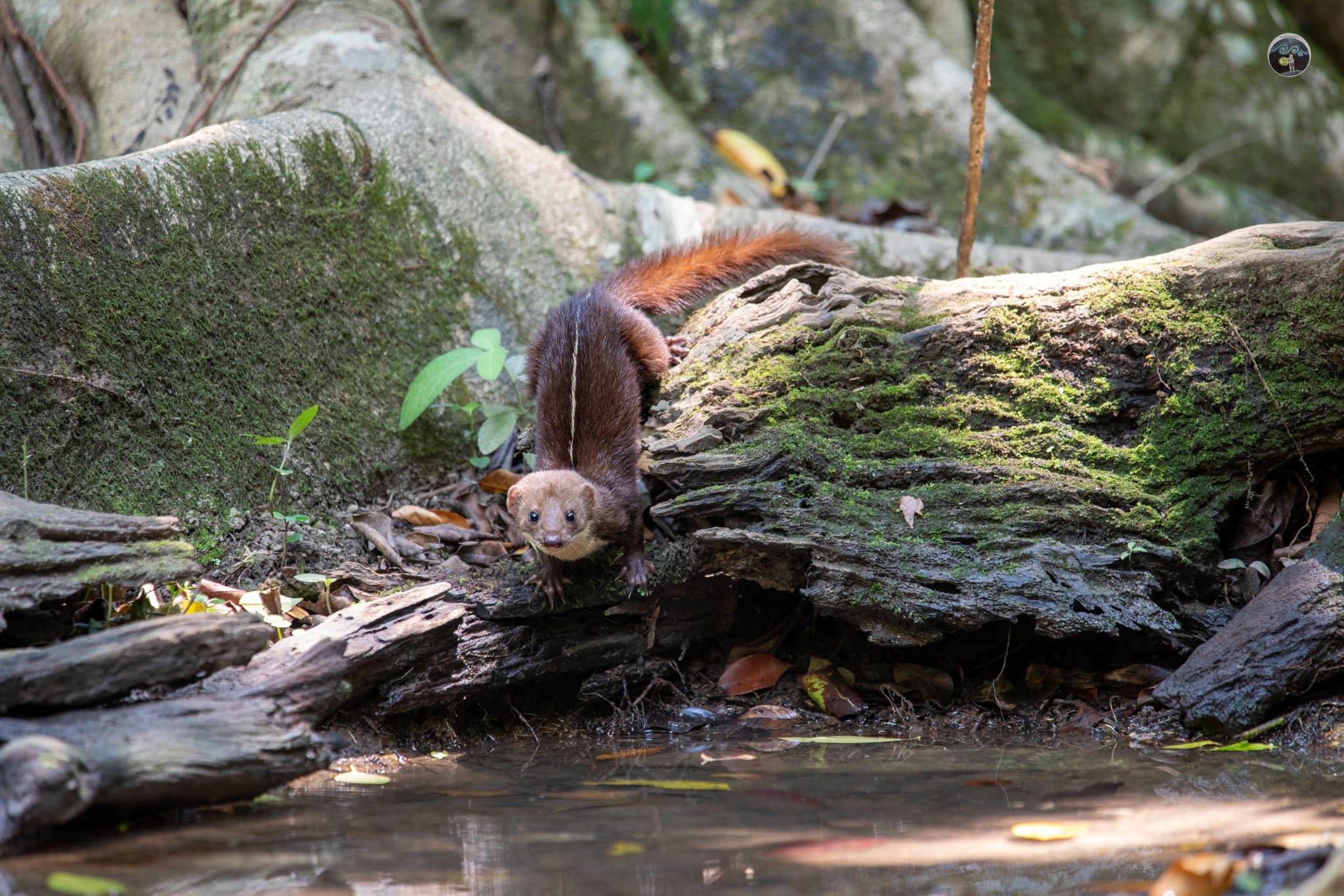 泰動保區奇蹟再現　見匿蹤20年白背鼬