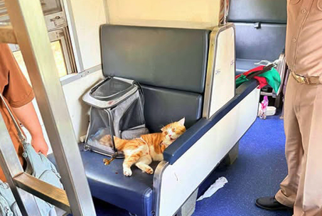  火車誤點7小時　「暴躁貓」遭誤會成元兇