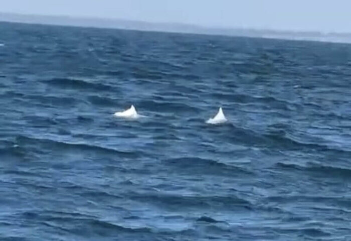 中華白海豚現蹤台南海域　顯現海洋復育成果