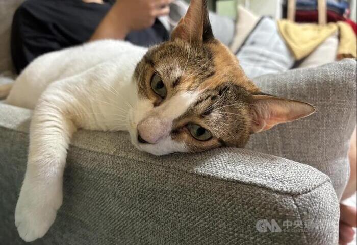 農業部毛孩調查　全國家貓174萬隻首度超過家犬