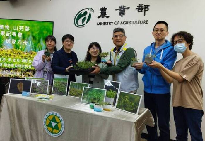 林試所復育瀕危山芫荽　推廣盆景種植成掌心花園