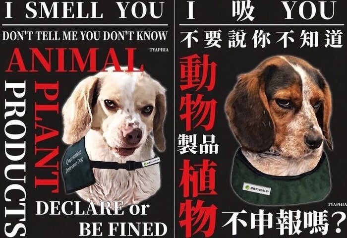 桃機檢疫犬凶狠海報紅到日本　台灣諧音哏引熱議
