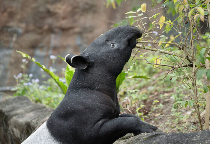 北市動物園馬來貘「莉姆路」抵星國　盼組新家庭