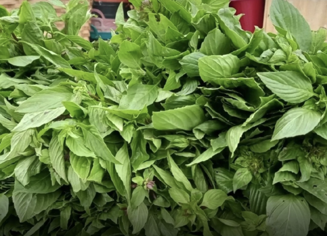 泰國生菜驗出寄生蟲　芹菜薄荷污染率最高