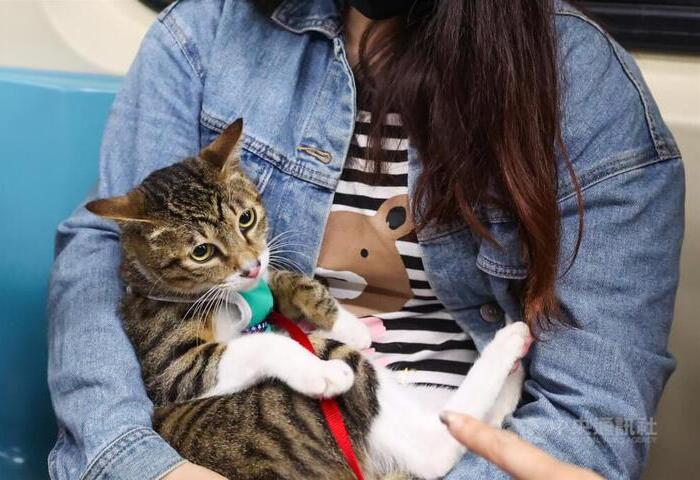 CNN：台灣家貓數量首度超過家犬　東亞貓派日益壯大