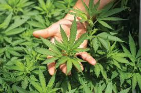泰大麻嚴限醫療用　店家三年內須轉型