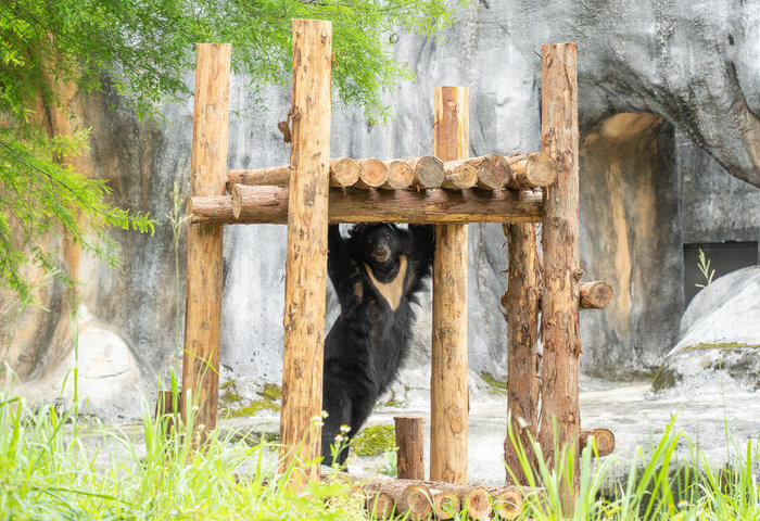北市動物園黑熊迎新生活　木製棲架展現攀爬放鬆日常
