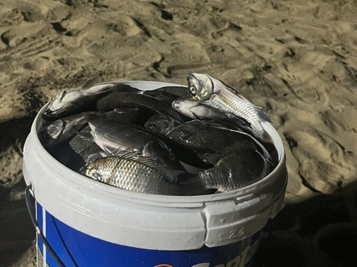 芭達雅驚見外來魚種　黑下巴慈鯛恐衝擊生態