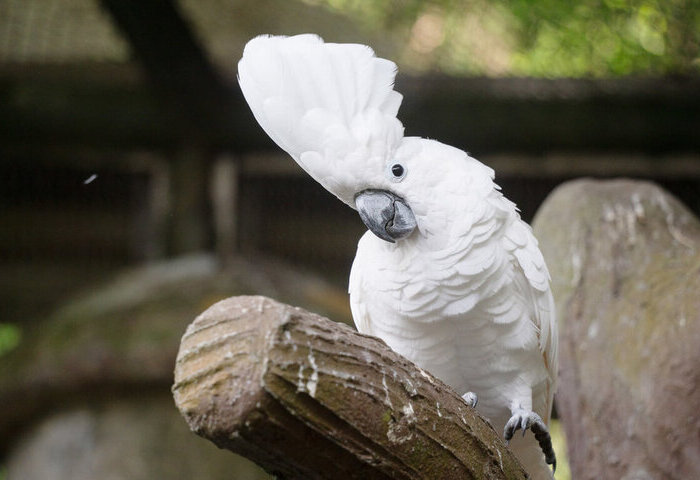 「世界鸚鵡日」快閃解說　北市動物園呼籲不棄養