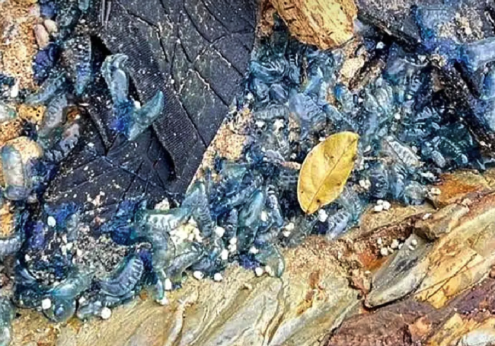 僧帽水母現蹤蘭塔島　三景點暫停開放