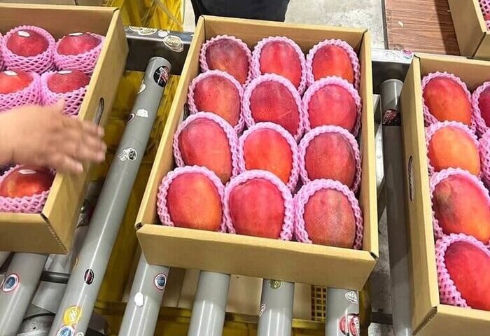 台灣芒果荔枝首批空運抵英國　多元通路放眼歐洲