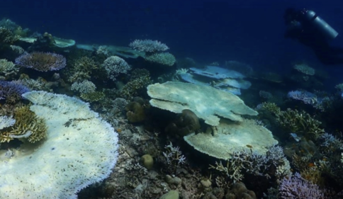 蘇林群島珊瑚白化　泰擬限制潛水活動