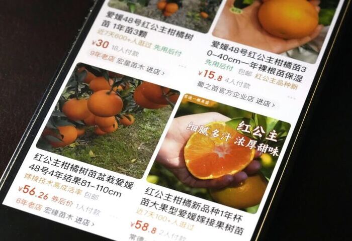 日本「紅公主」等種苗屢遭外流　政府設專責管理機構
